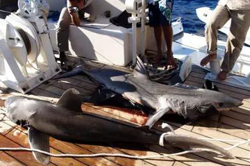 ما لم يُقَل.. كيف قاد فيديو واحد إلى سقوط شبكة صيد القرش الحوتي في مصر؟